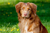 DOG 06 LS0042 01
Head Shot Of Nova Scotia Duck Tolling Retriever Sitting On Grass