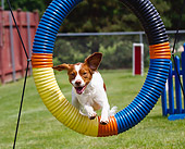 DOG 06 LS0045 01
Brittany Jumping Through Agility Hoop On Grass
