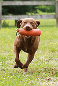 DOG 06 NR0026 01
Chesapeake Bay Retriever Running Carrying Dummy