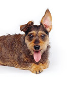 DOG 06 RK0010 02
Wire Hair Dachshund Terrier Mix Standing With One Ear Back Tongue Out On White Seamless Background