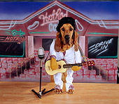 DOG 06 RK0235 02
Ain't Nothing But A Hound Dog