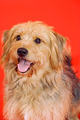 DOG 07 JE0005 01
Head Shot Of Mixed Breed Dog Sitting On Red Seamless