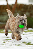 DOG 07 NR0009 01
Mixed Breed Terrier Running On Snow And Grass Carrying Toy In Mouth