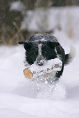 DOG 07 KH0001 01
Mixed Breed Border Collie Running In Snow Carrying Stick