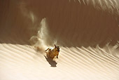 DOG 07 KH0003 01
Mixed Breed Dog Running On Sand Dune