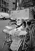 DOG 07 MQ0027 01
Mixed Breed Laying In Wheelchair With Duck Manhattan New York