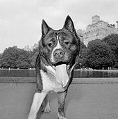 DOG 07 MQ0034 01
Close Up Head Shot Of Mixed Breed Dog On Leash Manhattan New York