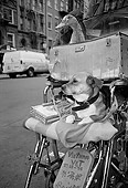 DOG 07 MQ0036 01
Mixed Breed Dog And Duck In Wheelchair Manhattan New York