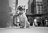 DOG 07 MQ0037 01
Mixed Breed Dog Sitting On Pavement Manhattan New York