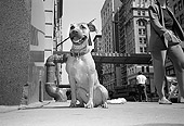 DOG 07 MQ0038 01
Mixed Breed Dog Sitting On Pavement Manhattan New York