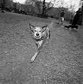 DOG 07 MQ0041 01
Mixed Breed Dog Walking On Grass Manhattan New York
