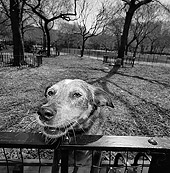 DOG 07 MQ0043 01
Head Shot Of Mixed Breed Peeking Over Fence Manhattan New York
