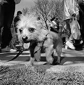 DOG 07 MQ0048 01
Mixed Breed Terrier Dog On Leash By People Manhattan New York