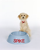 DOG 07 RK0028 01
Mixed Breed Dog 