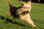 DOG 07 RK0513 17
Mixed Breed Running On Grass With Toy In Mouth At Park