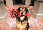 DOG 07 RK0573 01
Collie-Labrador Mix Arriving For Date With Bunch Of Roses