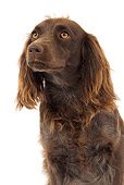 DOG 09 JE0001 01
Head Shot Of Saint Usuge Spaniel Sitting On White Seamless
