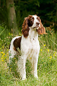 DOG 09 JE0002 01
French Spaniel Standing In Field