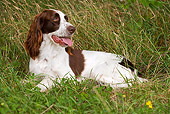 DOG 09 JE0004 01
French Spaniel Laying In Field