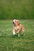DOG 09 PE0002 01
English Cocker Spaniel Running Through Grass
