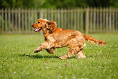 DOG 09 PE0005 01
English Cocker Spaniel Running Through Grass