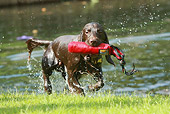 DOG 09 NR0045 01
Field Spaniel Running Out Of Lake Carrying Red Dummy