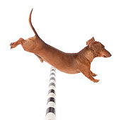 DOG 14 BK0011 01
Smooth Coat Dachshund Jumping Over Pole On White Seamless Profile