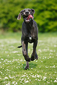 DOG 14 PE0011 01
Great Dane Running Through Grass Field