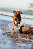 DOG 14 SS0008 01
Rhodesian Ridgeback Running In Water