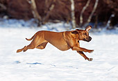 DOG 14 SS0009 01
Rhodesian Ridgeback Running On Snow