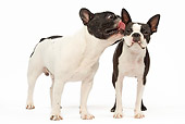 DOG 17 JE0004 01
French Bulldog Licking Boston Terrier On White Seamless
