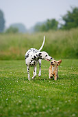 DOG 17 PE0001 01
Dalmatian And English Cocker Spaniel Running Through Grass