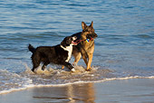 DOG 17 KH0022 01
German Shepherd And Border Collie Playing With Toy On Beach