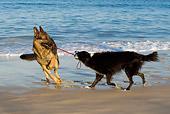 DOG 17 KH0023 01
German Shepherd And Border Collie Playing With Toy On Beach