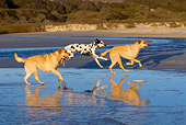 DOG 17 KH0028 01
Two Yellow Labrador Retrievers And Dalmation Running On Beach Profile