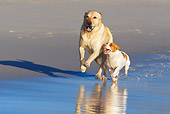 DOG 17 KH0029 01
Yellow Labrador Retriever And Jack Russell Terrier Running On Beach
