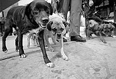 DOG 17 MQ0004 01
Mixed Breed Dogs On Leash Manhattan New York