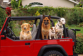 DOG 17 RK0026 48
Group of Dogs Sitting In Red Jeep