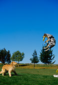 DOG 17 RK0083 15
Golden Retriever And Australian Shepherd Playing In Park With Frisbee