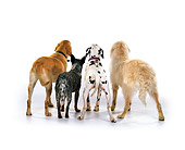 DOG 17 RK0105 12
Golden Lab Australian Cattle Dalmatian And Mixed Breed White Seamless Studio