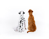 DOG 17 RK0108 01
Dalmatian And Mixed Breed Sitting With Back Turned Against Camera White Seamless