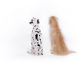 DOG 17 RK0109 06
Dalmatian Cisco And Mixed Breed Kelly Sitting With Back Against Camera On White Seamless
