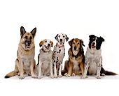 DOG 17 RK0112 09
A Group Of Dogs Sitting And Facing Camera On White Seamless
