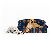 DOG 17 RK0523 01
Golden Retriever Mix Laying On Couch And Dalmation Laying On Floor White Seamless