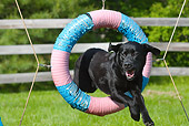 DOG 18 LS0032 01
Black Labrador Retriever Jumping Through Agility Hoop On Grass