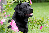 DOG 18 LS0033 01
Head Shot Of Black Labrador Retriever Sitting By Pink Flowers