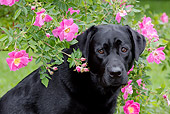 DOG 18 LS0034 01
Head Shot Of Black Labrador Retriever Sitting By Pink Flowers