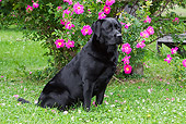 DOG 18 LS0036 01
Black Labrador Retriever Sitting By Pink Flowers