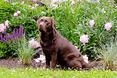 DOG 18 LS0037 01
Chocolate Labrador Retriever Sitting By Pink Flowers