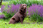 DOG 18 LS0038 01
Chocolate Labrador Retriever Sitting By Purple Flowers